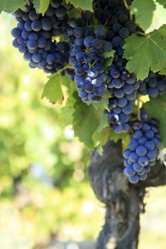 Red wine grapes growing in a vineyard france french cabernat sauvignon merlot bordeaux photo