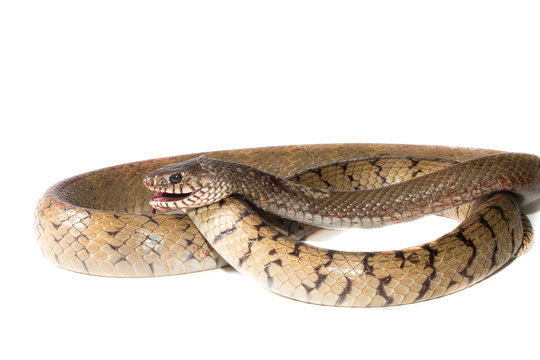 Indochinese rat snake isolate on white