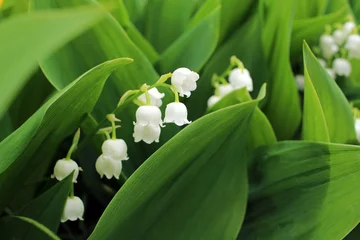 Wall murals Lily of the valley Lily of the valley, which bloom in the garden