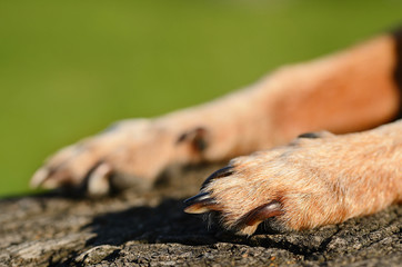Dog paw