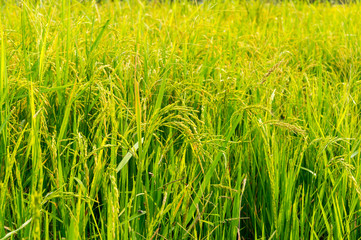 rice field.