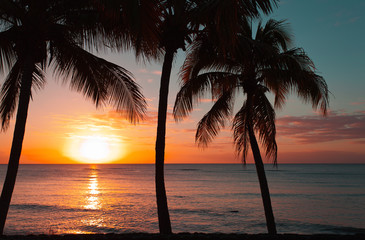 coucher de soleil sous les cocotiers de l'île Maurice