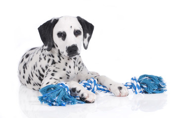 Dalmatiner Welpe mit Hundespielzeug