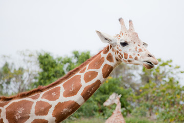 Giraffe auf einer Safari