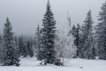 snow-covered forest on the slopes of the mountain.