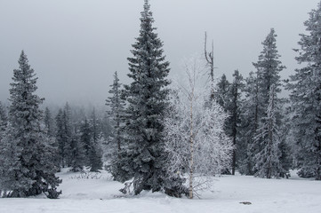 Naklejka premium snow-covered forest on the slopes of the mountain.