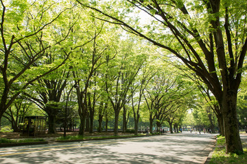 Obraz premium 新緑の公園