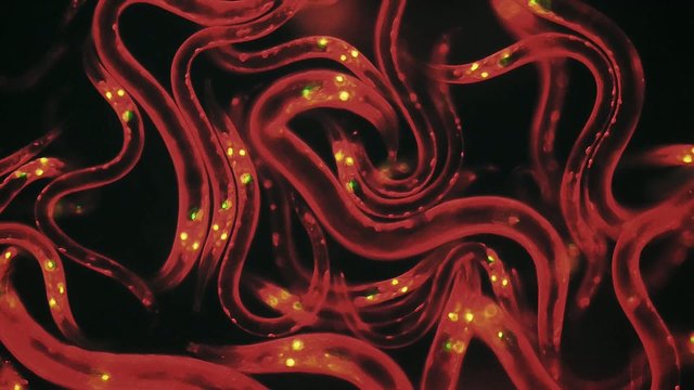 Caenorhabditis elegans