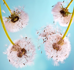 Dandelion clocks: wishes and dreams :)