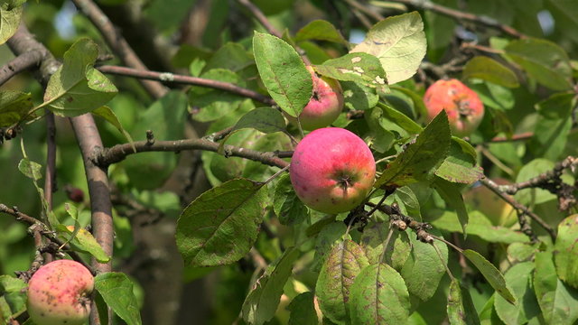 Ripe apples on apple tree branch. 4K.
