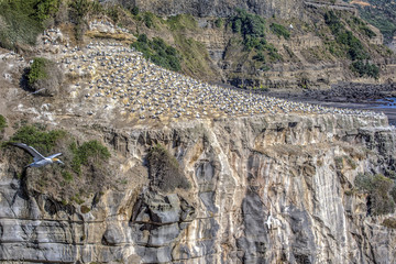 Gannet habitat at Muriwai, New Zealand