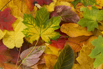 multicolored leaves