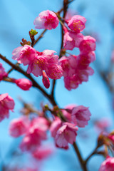 Obraz premium Pink sakura blossoms Background sky