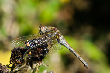 Dragonfly