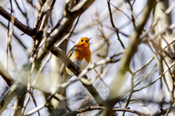Red Breasted Robin