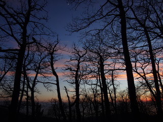 Fototapeta premium Черные силуэты деревьев на фоне закатного неба