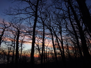 Fototapeta premium Черные деревья на фоне заката