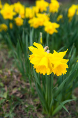 Spring flowers in nature