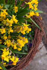 Beautiful spring flowers in a pot