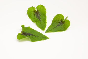 le foglie di ayucche,erbe alpine con la macchia nera ,