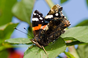 Red Admiral Butterfly