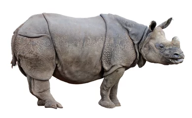 Stickers pour porte Rhinocéros Rhinocéros