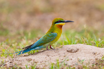 Blue-tailed bee-eater ( Merops philippinus) in nature