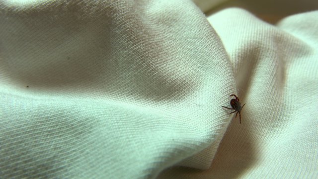 Ixodes scapularis is commonly known as the deer tick