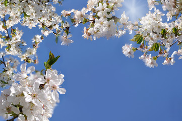 white flowers to cherries