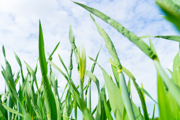 麦畑（二条大麦）