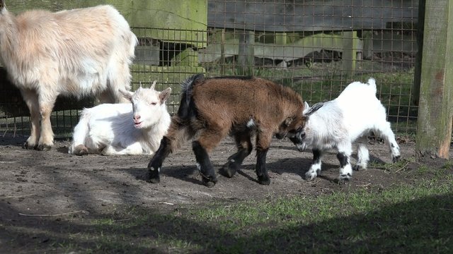 Ziegen am spielen