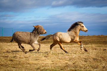 welsh pony and gray donkey