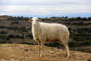 Sheep