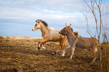welsh pony and gray donkey