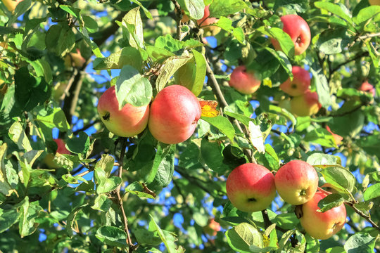 crop of red  apples on an apple-tree