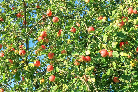 crop of red  apples on an apple-tree