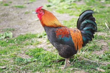 Fototapeta premium Adult of different colors rooster walking on farmyard
