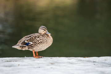 Weibliche Stockente im Profil