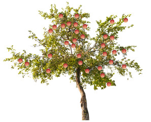 apple tree with large pink fruits on white - Powered by Adobe