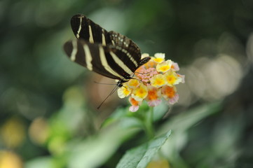 Schmetterling