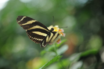 Schmetterling