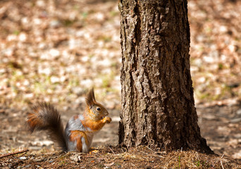 squirrel sits under a tree and gnaws a nut