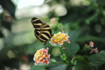Schmetterling