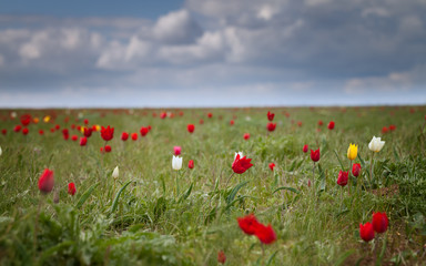 Fototapeta na wymiar Wild tulips