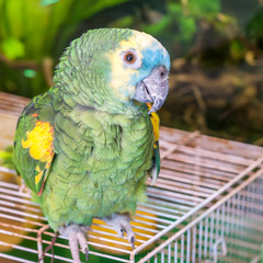 green parrot