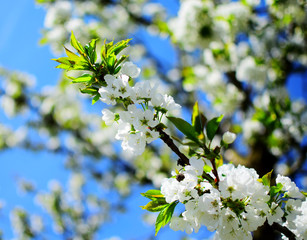 Cherry blossom