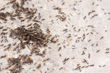 A colony of ants in the spring on the pavement.