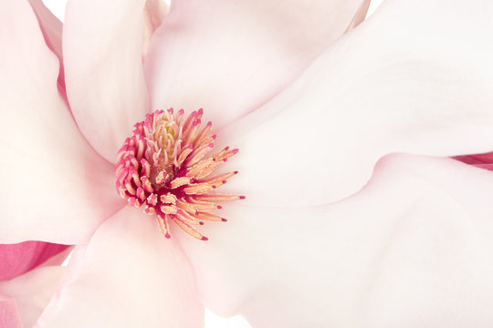 Fototapeta Magnolia, pink spring flower macro