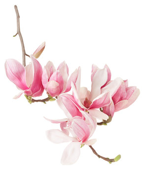 Fototapeta Magnolia, spring pink flower branch and buds on white, clipping path