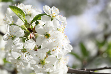 flower cherry
